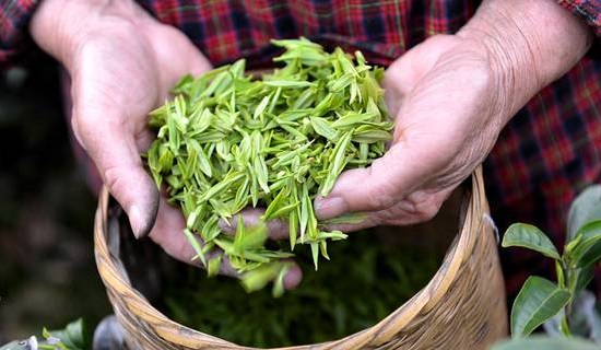 Урожай чая на Кубани в 2016г. вырос на 36% 