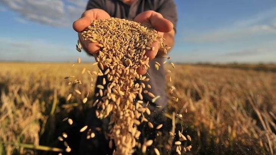 На Кубани объявили о сборе рекордного урожая зерновых