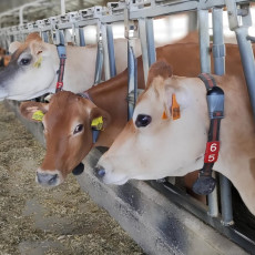 Фото: пресс-служба компании «Молвест»