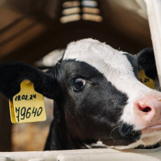 фото: агрохолдинг «Степь»