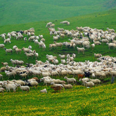 Фото: минсельхозпрод Республики Дагестан