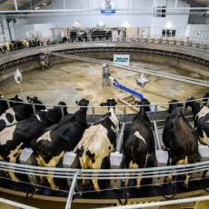 Немецкая компания «ЭкоНива» построит в Башкирии молочно-товарную ферму 