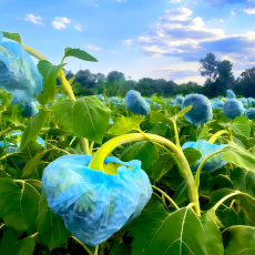 фото: РБК Юг