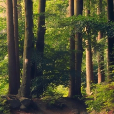 Нижегородская область входит в топ-5 по восстановлению лесов в ПФО