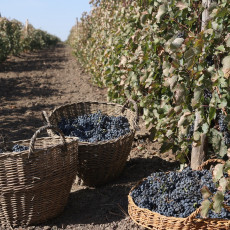 Фото: пресс-служба губернатора Ростовской области. Уборка винограда