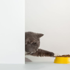 1xPet: как правильно совмещать сухой и влажный корм в рационе кошки?