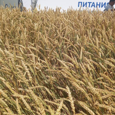 Татарстанским сельхозпроизводителям помогут выйти на китайский рынок