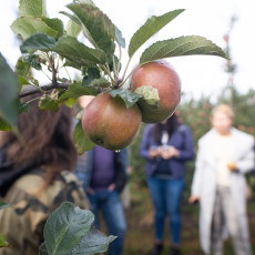 Яблоки и тюльпаны: как работает калининградский питомник растений