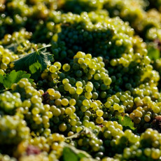 Фото: «Дербент Вино»