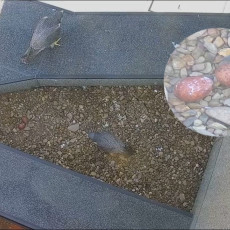 У сапсанов на крыше «Уралсиба» в Уфе в кладке появилось два яйца