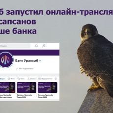 «Уралсиб» запустил онлайн-трансляцию жизни сапсанов на крыше банка