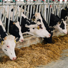 фото: агрохолдинг «Степь»