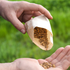 Южный агрохолдинг отказался от импортных семян сахарной свеклы