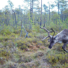 Фото: Владимир Капитонов