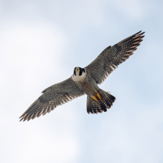 Сапсаны «Уралсиба» прилетели в Уфу с весной на крыльях