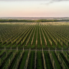 Фото: пресс-служба компании «Агроном-сад»