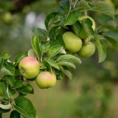 Фото: пресс-служба компании «Агроном-сад»