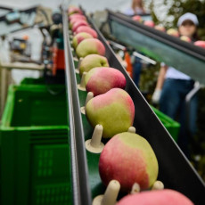 Фото: пресс-служба компании «Агроном-сад»