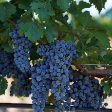 Фото: пресс-служба компании «Усадьба Белогорье»