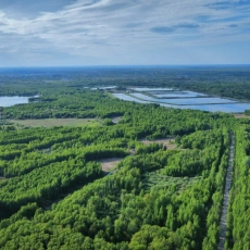 Зеленый свет для Нижегородской области: зачем восстанавливают леса