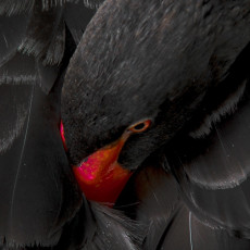 Фото: Марина Фомичева. На фото самка черного австралийского 
лебедя из Ростовского зоопарка