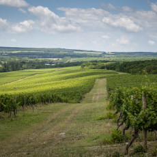 Фото: винодельческий дом «Бюрнье»