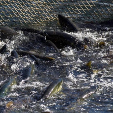 Фото: пресс-служба правительства Сахалинской области