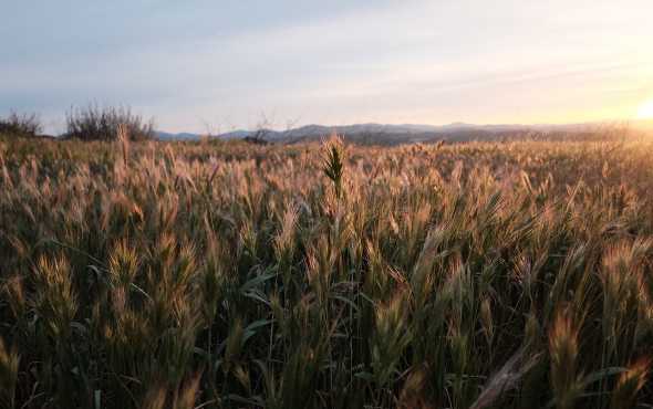 Продимекс готовит семена для предстоящего сезона