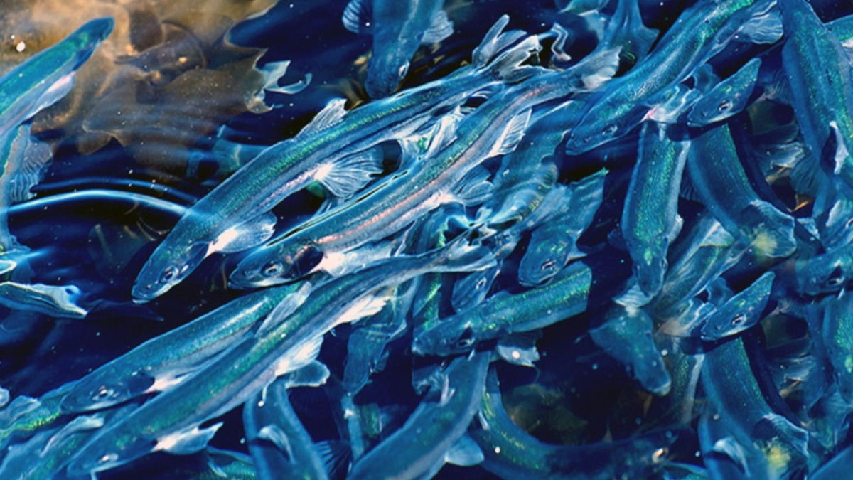 Фото: fish.gov.ru