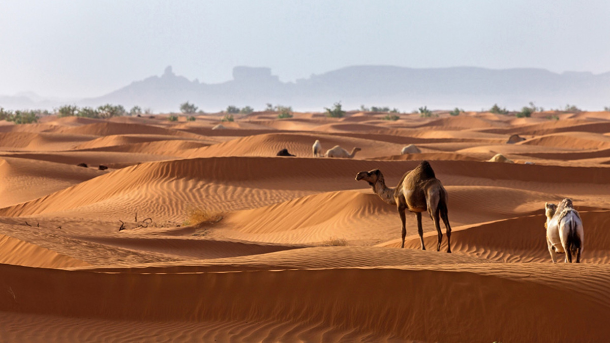 Фото: TARIQ_M_1/gettyimages.com