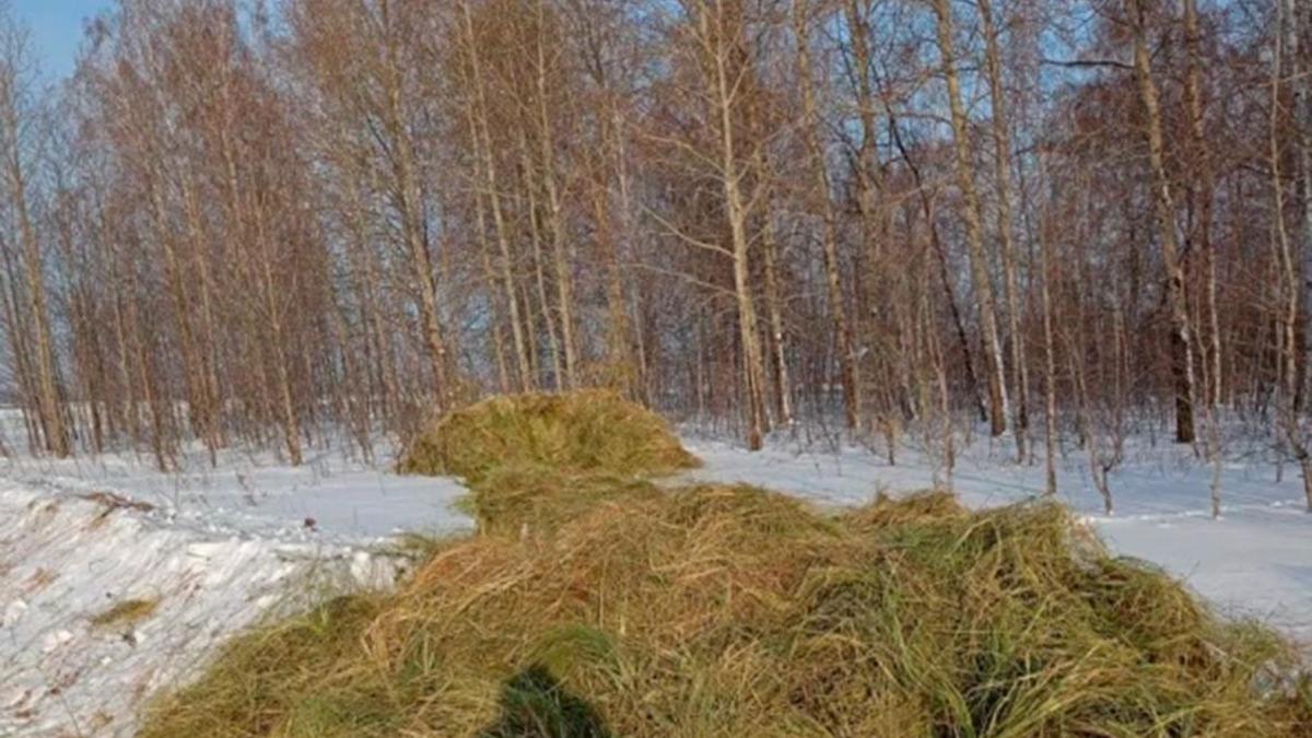 В Новосибирской области город огородили сеном от косуль — РБК