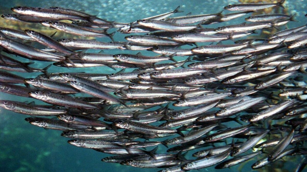 Фото: fish.gov.ru