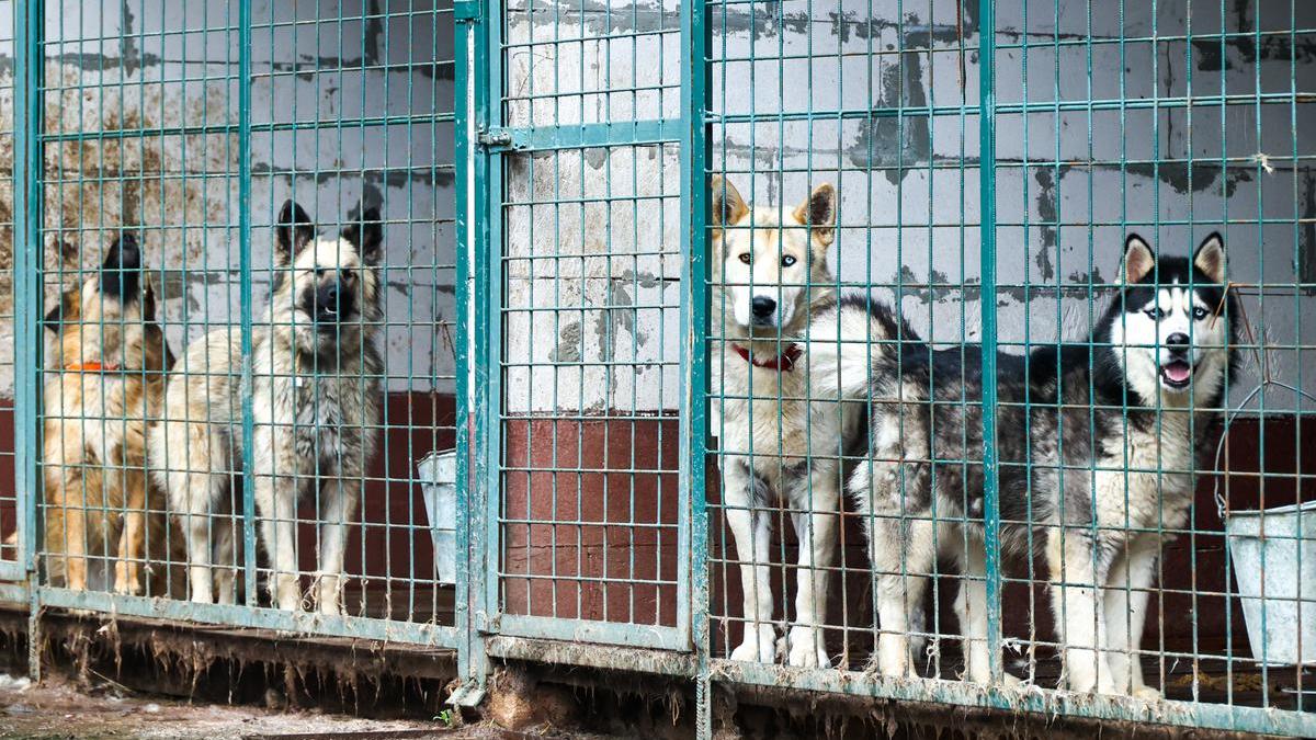 В Магаданской области опровергли решение об усыплении бездомных собак — РБК