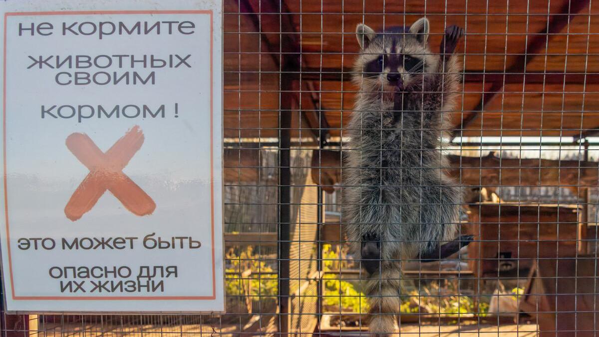 Матч ТВ» взял под опеку енота Шоню в Московском зоопарке. Ранее еноты  погрызли кабели на ₽700 тыс. и сорвали трансляцию гольфа :: Другие :: РБК  Спорт