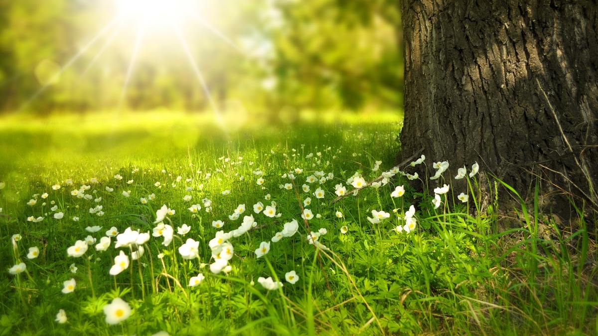 Фото: Pixabay