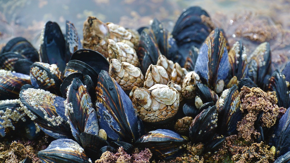 Фото: pixabay.com