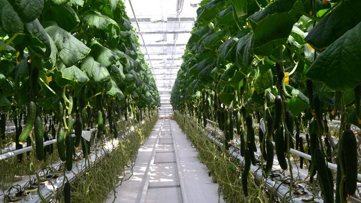 Фото: fertilizerdaily.ru