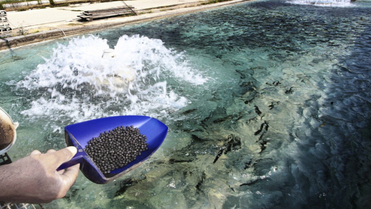 Фото: fish.gov.ru