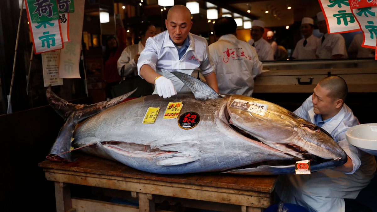 В Японии на аукционе продали тунца за $1,8 млн — РБК