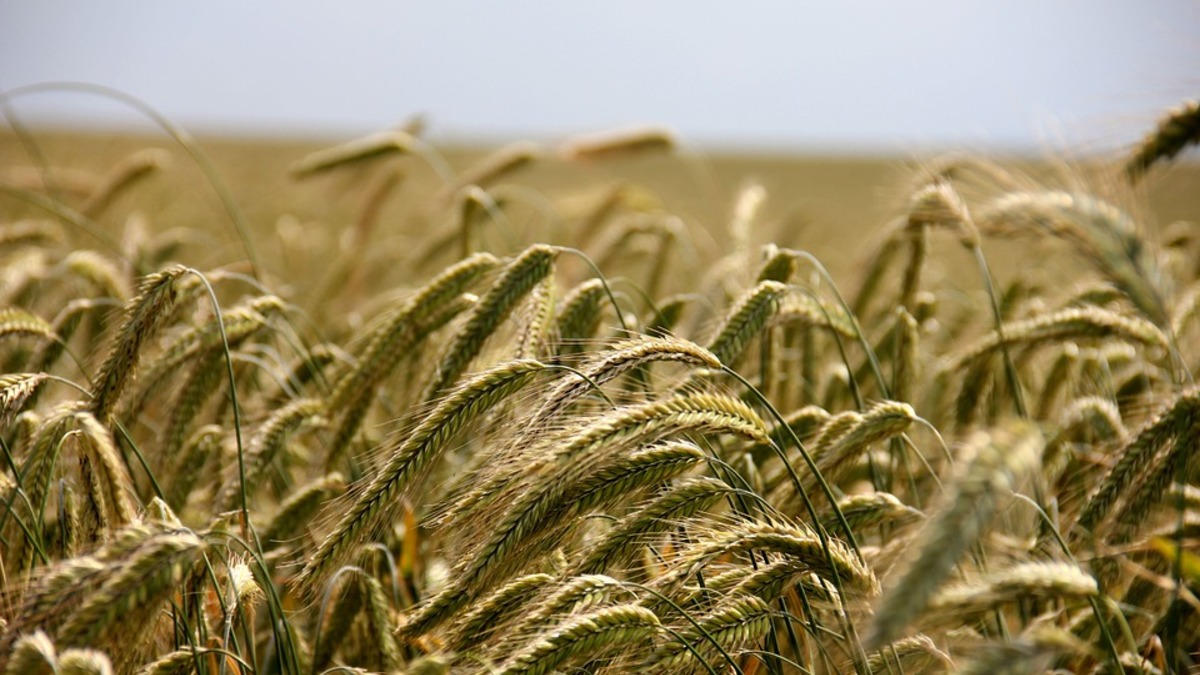 Фото: pixabay.com