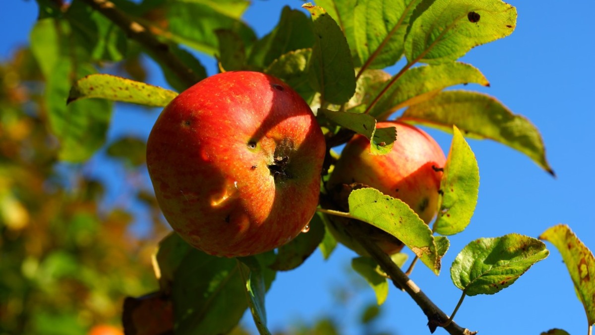 Фото: pixabay.com