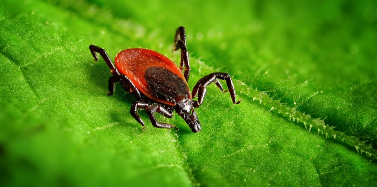 Фото: pixabay.com