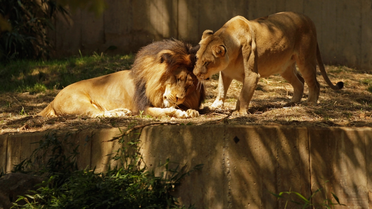 Фото: Chip Somodevilla / Getty Images