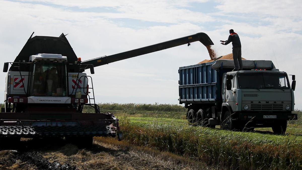 В России определят спецземли для рисоводства — РБК