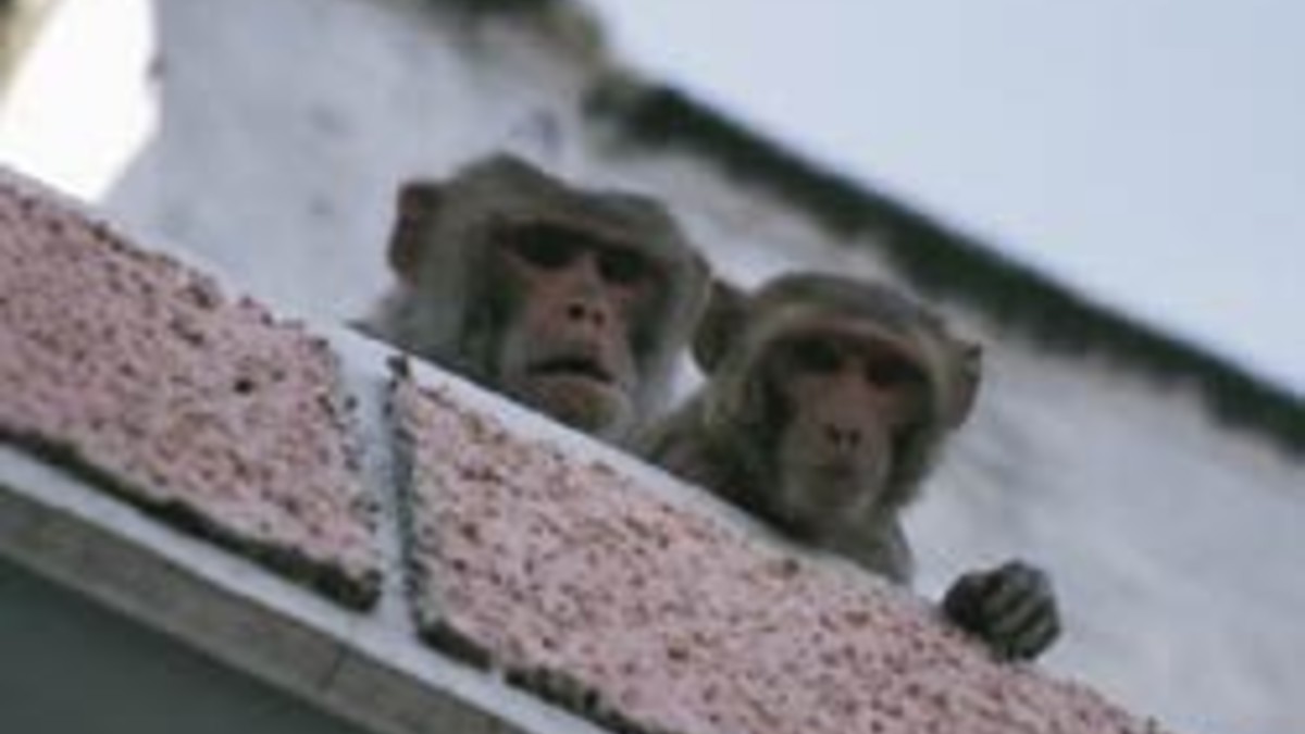 Укусила обезьяна - Инфекционные и паразитарные болезни - - Здоровье webmaster-korolev.ru