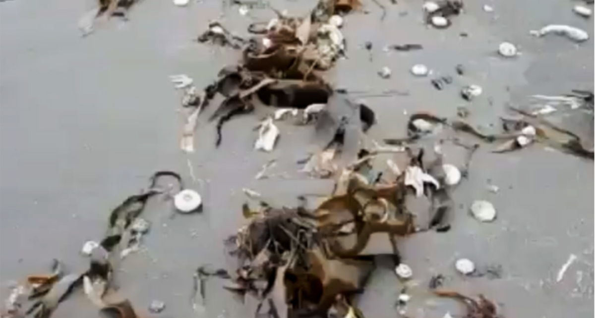 Массово гибнут. Экологическая катастрофа на Камчатке 2020. Массовая гибель животных на Камчатке. Массовая гибель морских животных на Камчатке. Массовая гибель морских животных разлив нефти.