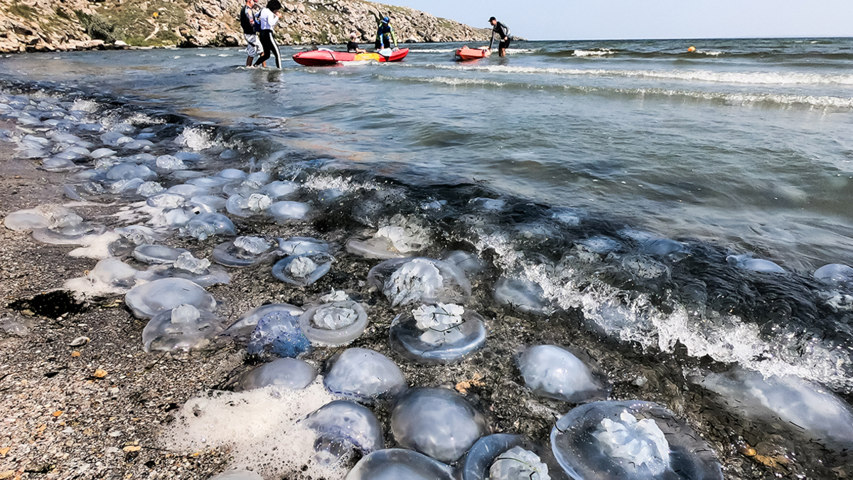 Новый Год На Азовском Море С Программой Новый Год На Азовском Море С Программой