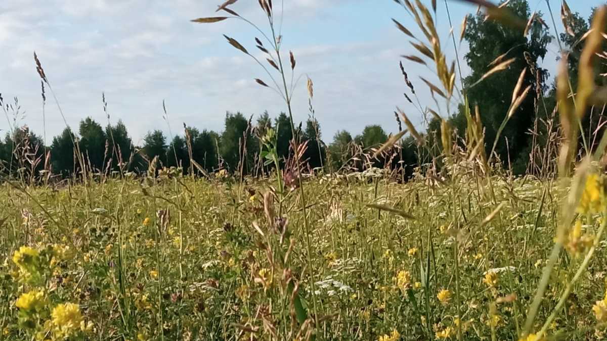 В Авито назвали локации-лидеры по росту стоимости земли под Новосибирском —  РБК