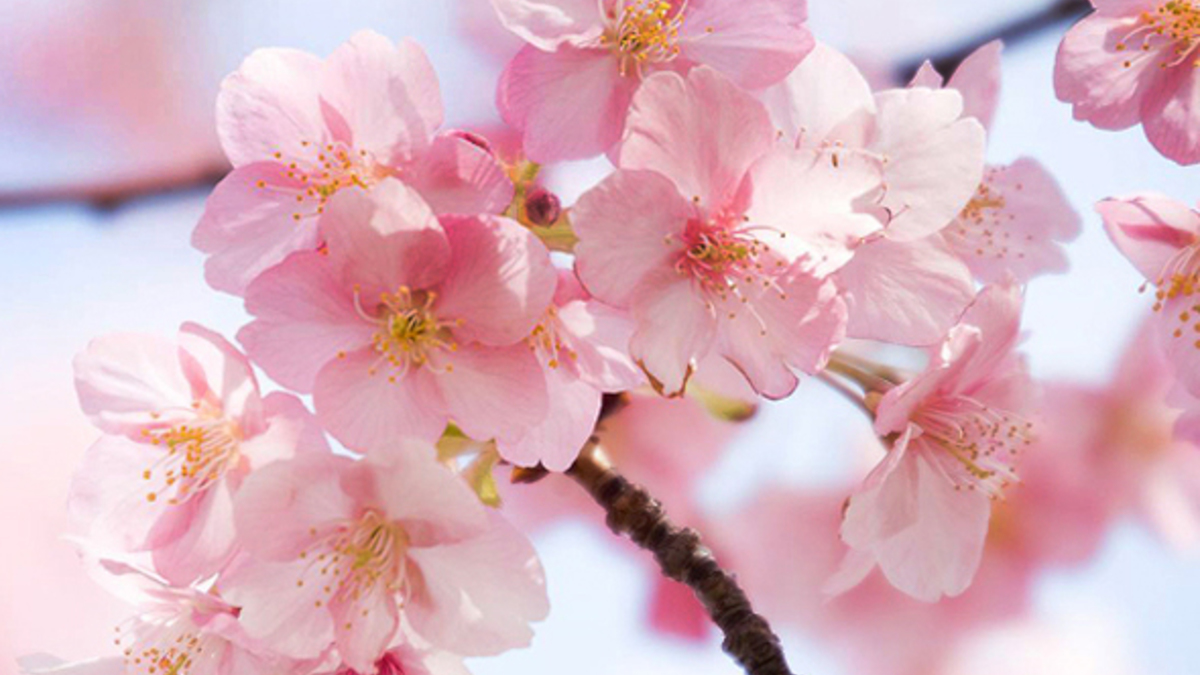Япония: когда цветет сакура | РБК Стиль