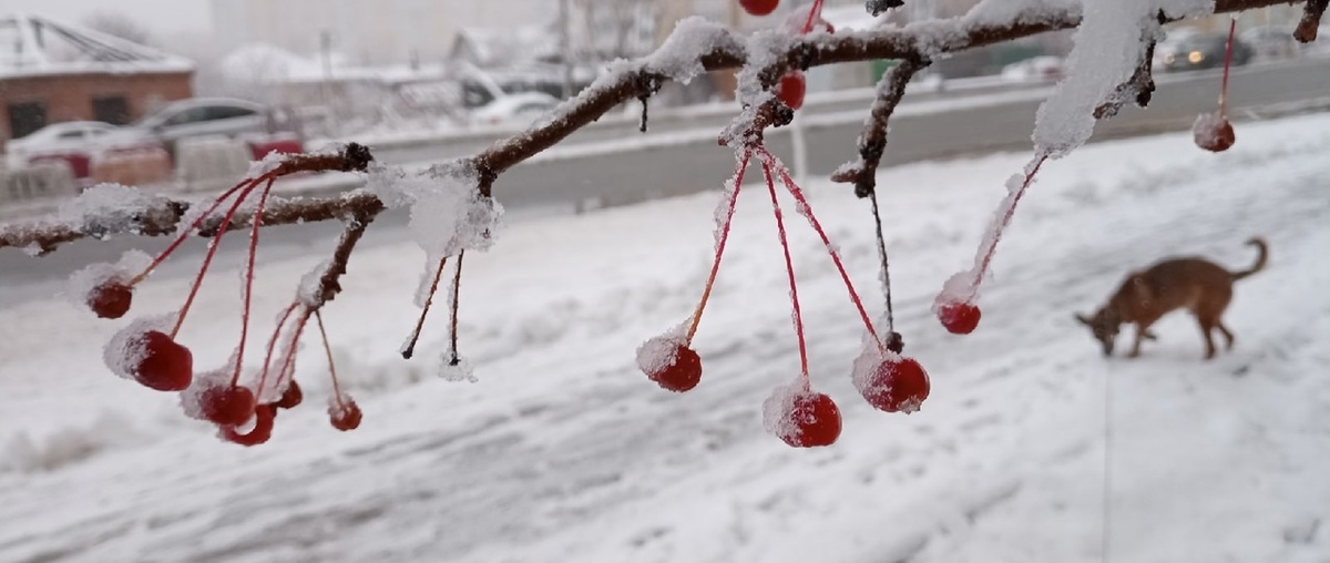 Фото: Светлана Садырина